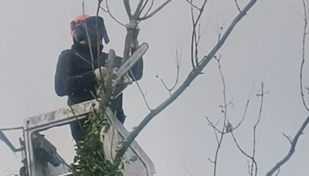 przycinanie drzewa zimą