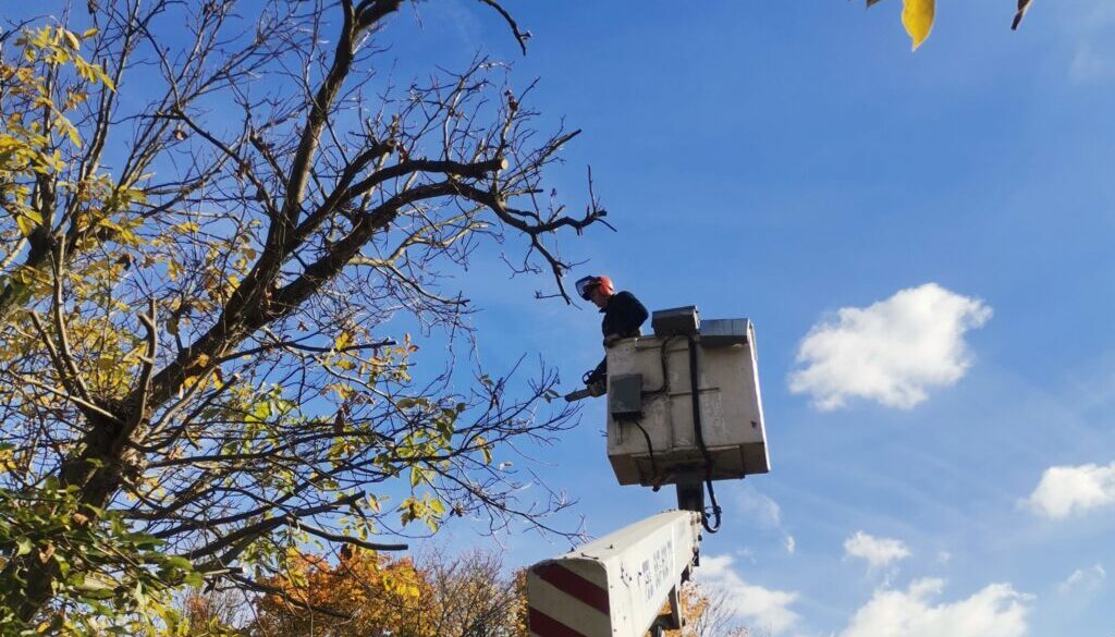 przycinka orzecha włoskiego