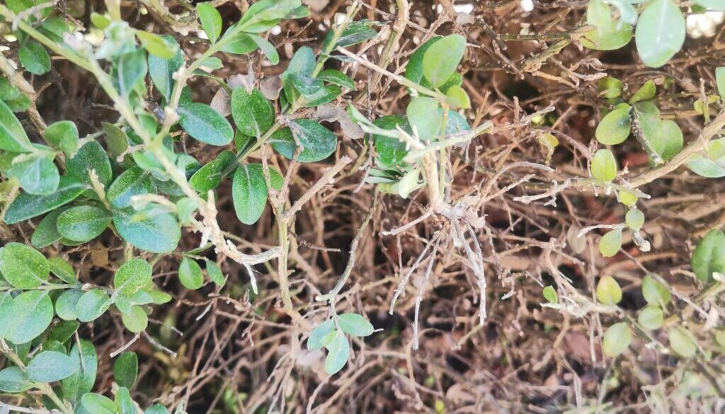 ćma bukszpanowa w ogrodzie