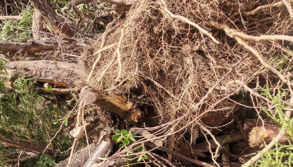 wykopane korzenie wyciętego drzewa